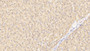 DAB staining on IHC-P; Samples: Mouse Liver Tissue;  Primary Ab: 20μg/ml Rabbit Anti-Mouse PTPRH Antibody Second Ab: 2µg/mL HRP-Linked Caprine Anti-Rabbit IgG Polyclonal Antibody 