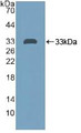 Western Blot; Sample: Recombinant PTPRH, Human.