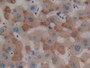 DAB staining on IHC-P; Samples: Human Liver Tissue.