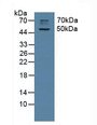 Western Blot; Sample: Rat Brain Tissue.