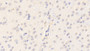 DAB staining on IHC-P; Samples: Rat Cerebrum Tissue; Primary Ab: 20μg/ml Rabbit Anti-Rat CYPA Antibody Second Ab: 2µg/mL HRP-Linked Caprine Anti-Rabbit IgG Polyclonal Antibody