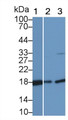Western Blot; Sample: Lane1: Porcine Cerebrum lysate; Lane2: Mouse Cerebrum lysate; Lane3: Hela cell lysate; Primary Ab: 1μg/ml Rabbit Anti-Porcine CYPA Antibody; Second Ab: 0.2µg/mL HRP-Linked Caprine Anti-Rabbit IgG Polyclonal Antibody;