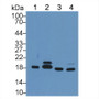 Western Blot; Sample: Lane1: Mouse Liver lysate; Lane2: Mouse Testis lysate; Lane3: Mouse Thymus lysate; Lane4: Mouse Brain lysate; Primary Ab: 2µg/mL Rabbit Anti-Mouse CYPA Antibody; Second Ab: 0.2µg/mL HRP-Linked Caprine Anti-Rabbit IgG Polyclonal Antibody;