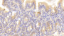 DAB staining on IHC-P; Samples: Mouse Small intestine Tissue; Primary Ab: 20μg/ml Rabbit Anti-Mouse CYPA Antibody Second Ab: 2µg/mL HRP-Linked Caprine Anti-Rabbit IgG Polyclonal Antibody