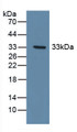 Western Blot; Sample: Recombinant DDR1, Human.