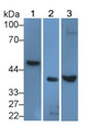 Western Blot; Sample: Lane1: Hela cell lysate; Lane2: Human Umbilical cord lysate; Lane3: Mouse Cerebellum lysate; Primary Ab: 4μg/ml Rabbit Anti-Human ACVR1 Antibody; Second Ab: 0.2µg/mL HRP-Linked Caprine Anti-Rabbit IgG Polyclonal Antibody;