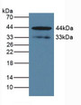 Western Blot; Sample: Human BXPC-3 Cells.