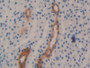 DAB staining on IHC-P; Samples: Mouse Kidney Tissue;  Primary Ab: 10µg/ml Rabbit Anti-Mouse KLK1 Ant