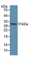 Western Blot; Sample: Recombinant KLK1, Human.