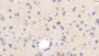 DAB staining on IHC-P; Samples: Human Cerebrum Tissue; Primary Ab: 20μg/ml Rabbit Anti-Human SIGLEC5 Antibody Second Ab: 2µg/mL HRP-Linked Caprine Anti-Rabbit IgG Polyclonal Antibody