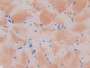 DAB staining on IHC-P; Samples: Mouse Skeletal muscle Tissue)
