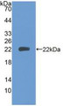 Western Blot; Sample: Recombinant PTPRN, Human.