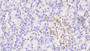 DAB staining on IHC-P; Samples: Human Pancreas Tissue;  Primary Ab: 20μg/ml Rabbit Anti-Human PTPRN Antibody Second Ab: 2µg/mL HRP-Linked Caprine Anti-Rabbit IgG Polyclonal Antibody 