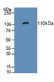 Western Blot; Sample: Rat Adrenal Gland Tissue.