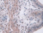 DAB staining on IHC-P; Samples: Mouse Uterus Tissue;  Primary Ab: 10µg/ml Rabbit Anti-Mouse HSF4 Ant