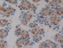 DAB staining on IHC-P; Samples: Human Stomach Tissue