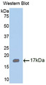 Western Blot; Sample: Recombinant protein.