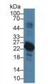 Western Blot; Sample: Rat Spleen lysate; Primary Ab: 5µg/ml Rabbit Anti-Rat VPREB1 Antibody Second Ab: 0.2µg/mL HRP-Linked Caprine Anti-Rabbit IgG Polyclonal Antibody