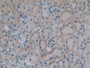 DAB staining on IHC-P; Samples: Rat Kidney Tissue; Primary Ab: 10µg/ml Rabbit Anti-Rat VPREB1 Antibody Second Ab: 2µg/mL HRP-Linked Caprine Anti-Rabbit IgG Polyclonal Antibody