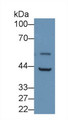 Western Blot; Sample: Porcine Kidney lysate; ; Primary Ab: 3µg/ml Rabbit Anti-Human PDCN Antibody; Second Ab: 0.2µg/mL HRP-Linked Caprine Anti-Rabbit IgG Polyclonal Antibody;