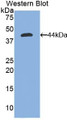 Western Blot; Sample: Recombinant protein.