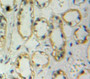 Used in DAB staining on fromalin fixed paraffin-embedded Kidney tissue