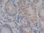 DAB staining on IHC-P; Samples: Human Stomach Tissue; Primary Ab: 20µg/ml Rabbit Anti-Human NPHN Antibody Second Ab: 2µg/mL HRP-Linked Caprine Anti-Rabbit IgG Polyclonal Antibody