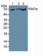 Western Blot; Sample: Lane1: Mouse Liver Tissue; Lane2: Rat Liver Tissue; Lane3: Mouse Kidney Tissue.