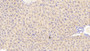 DAB staining on IHC-P. Samples: Mouse Tissue)