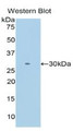 Western Blot; Sample: Recombinant protein.