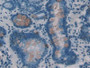 DAB staining on IHC-P; Samples: Human Stomach Tissue