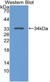 Western Blot; Sample: Recombinant protein.