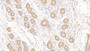 DAB staining on IHC-P; Samples: Human Uterus Tissue;  Primary Ab: 10μg/ml Rabbit Anti-Human PTPRM Antibody Second Ab: 2µg/mL HRP-Linked Caprine Anti-Rabbit IgG Polyclonal Antibody 