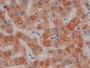 DAB staining on IHC-P; Samples: Human Liver Tissue; Primary Ab: 10µg/ml Rabbit Anti-Human PTGES2 Antibody Second Ab: 2µg/mL HRP-Linked Caprine Anti-Rabbit IgG Polyclonal Antibody