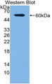 Western Blot; Sample: Recombinant protein.