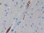 DAB staining on IHC-P; Samples: Human Brain Tissue;  Primary Ab: 10µg/ml Rabbit Anti-Human HBm Antib