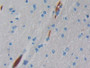 DAB staining on IHC-P; Samples: Human Brain Tissue)