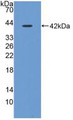 Western Blot; Sample: Recombinant CST3, Porcine.