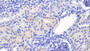 DAB staining on IHC-P; Samples: Porcine Kidney Tissue;  Primary Ab: 20μg/ml Rabbit Anti-Porcine CST3 Antibody Second Ab: 2µg/mL HRP-Linked Caprine Anti-Rabbit IgG Polyclonal Antibody 