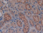 DAB staining on IHC-P; Samples: Mouse Kidney Tissue; Primary Ab: 10µg/ml Rabbit Anti-Mouse CST3 Antibody Second Ab: 2µg/mL HRP-Linked Caprine Anti-Rabbit IgG Polyclonal Antibody