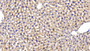 DABstainingonIHC-P.Samples:MouseTissue)