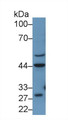 Western Blot; Sample: Human 293T cell lysate; ; Primary Ab: 1µg/ml Rabbit Anti-Rat REN Antibody; Second Ab: 0.2µg/mL HRP-Linked Caprine Anti-Rabbit IgG Polyclonal Antibody;