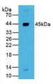 Western Blot; Sample: Human Liver Tissue.