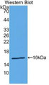 Western Blot; Sample: Recombinant protein.