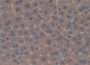 DAB staining on IHC-P; Samples: Mouse Liver Tissue.