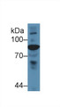 Western Blot; Sample: Gallus Serum; Primary Ab: 5µg/ml Rabbit Anti-Gallus C4 Antibody Second Ab: 0.2µg/mL HRP-Linked Caprine Anti-Rabbit IgG Polyclonal Antibody