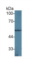 Western Blot; Sample: Rat Heart lysate; Primary Ab: 1µg/ml Rabbit Anti-Mouse PPARg Antibody Second Ab: 0.2µg/mL HRP-Linked Caprine Anti-Rabbit IgG Polyclonal Antibody