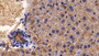 DAB staining on IHC-P; Samples: Mouse Liver Tissue; Primary Ab: 20ug/ml Rabbit Anti-Mouse DPP4 Antibody Second Ab: 2µg/mL HRP-Linked Caprine Anti-Rabbit IgG Polyclonal Antibody