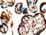 DAB staining on IHC-P; Samples: Mouse Placenta Tissue)