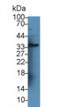 Western Blot; Sample: Rat Kidney lysate; Primary Ab: 3µg/ml Rabbit Anti-Rat ANGPTL1 Antibody Second Ab: 0.2µg/mL HRP-Linked Caprine Anti-Rabbit IgG Polyclonal Antibody